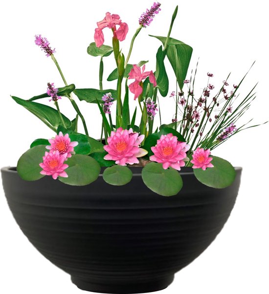 vdvelde.com - Mini Vijver Schaal met Planten Set - Roze - Complete set - 15 planten - Kunststof schaal Ø 40 x H 20 cm