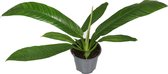 Groene plant – Philodendron (Philodendron Campiii) – Hoogte: 40 cm – van Botanicly