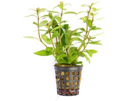 Moerings Hygrophila Polysperma | Belgisch groen | in 5 cm pot