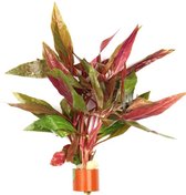 Moerings Alternanthera Rosaefolia | Feuille de perroquet rouge | en bague en terre Ring