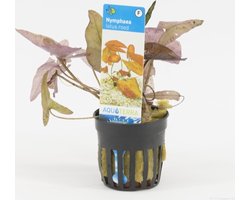 Moerings Nymphaea Lotus Rood | Rode Tijger Lotus | in 5 cm pot
