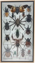 Western Deco - Insecten box Assorti Verticaal - Angamiana floridula – Opgezette Insecten - 36x20 cm