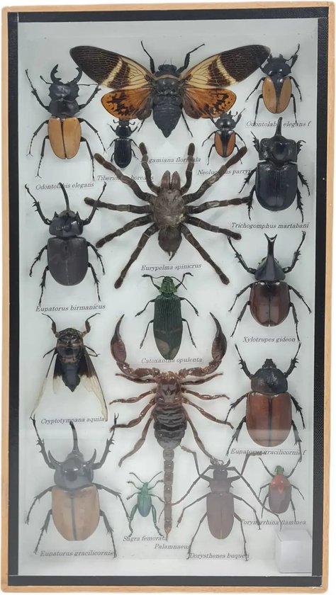 Western Deco - Boite à insectes Assorti Vertical - Angamiana floridula - Insectes en peluche - 36x20 cm