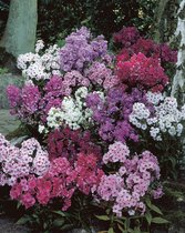 Bulbs4you - Phlox Paniculata Mix - 10 stuks - Vlambloem - Bijen - Vlinders - winterhard - vaste plant