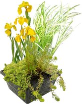vdvelde.com - Filterplanten set - 4 waterplanten - Waterplanten - 4 planten - Plaatsing: -10 tot -20 cm