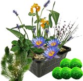 vdvelde.com - Mini vijverset - Blauw + Zuurstofplanten tegen Algen - Combi set - 4 planten - Plaatsing: -10 tot -20 cm
