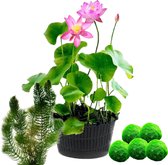 vdvelde.com - Roze Lotus - Nelumbo - 2 stuks + Zuurstofplanten tegen Algen - Lotus plant + Zuurstofplanten - Volgroeide planthoogte: 60 cm - Plaatsing: -10 tot -20 cm