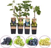 Druiven fruitplanten mix - set van 4 verschillende druiven - 2 blauwe en 2 witte druiven - hoogte 50-60 cm - zelfbestuivend, winterhard