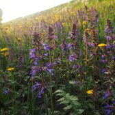 MRS Seeds & Mixtures : Mélange de fleurs résistant à la sécheresse - fleurs annuelles et vivaces - 26 espèces de fleurs - favorise la biodiversité - respectueux de l'environnement - entretien limité