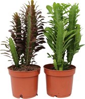 Plantenboetiek.nl | Euphorbia Gemengd | 2 stuks - Ø12cm - Hoogte 35cm - Kamerplant - Multideal - Cactus & Vetplanten