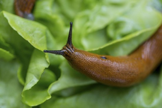 Ferrarium aaltjes tegen slakken voor 40m² - Slakken bestrijden - Aaltjes tegen slakken - Ongediertewering - naaktslakken bestrijden - moestuin slakken verwijderen - ecologische manier van slakken verwijderen