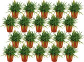 Plantenboetiek.nl | Senecio Himalaya | 20 stuks - Ø5.5cm - Hoogte 10cm - Kamerplant - Groenblijvend - Multideal