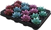 Plantenboetiek.nl | Echeveria Coloured Metallic Mix | 16 stuks - Ø6-8cm - Hoogte 8cm - Kamerplant - Groenblijvend - Multideal - Cactus & Vetplanten