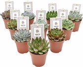 Plantenboetiek.nl | Echeveria Rosetta Mix | 10 stuks - Ø8.5cm - Hoogte 14cm - Kamerplant - Groenblijvend - Multideal - Cactus & Vetplanten