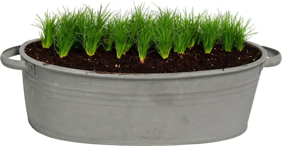 Goedkoopste Mega Collections Teil/plantenpot/bloempot Farmer - ovaal - zink - donkergrijs - L25 x D18 X H11 cm