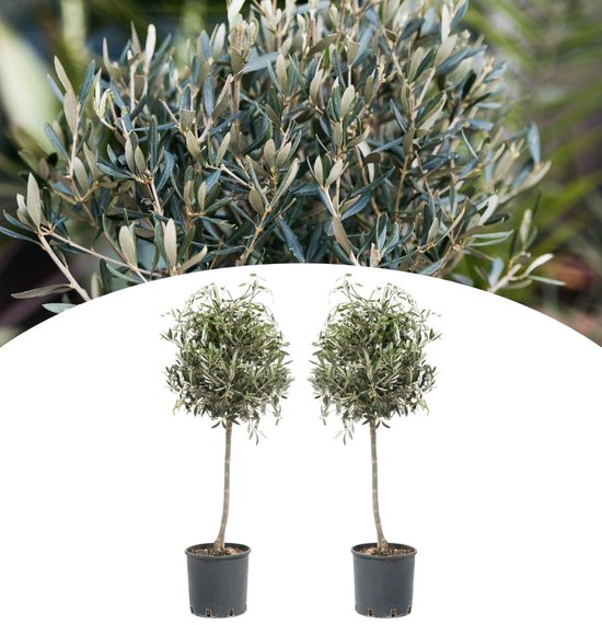 Plant in a Box - Olea Europaea - Set de 2 - L'olivier - Pot 19cm - Hauteur 80-90cm Plant in a Box - Olea Europaea - Set de 2 - L'olivier - Pot 19cm - Hauteur 80-90cm