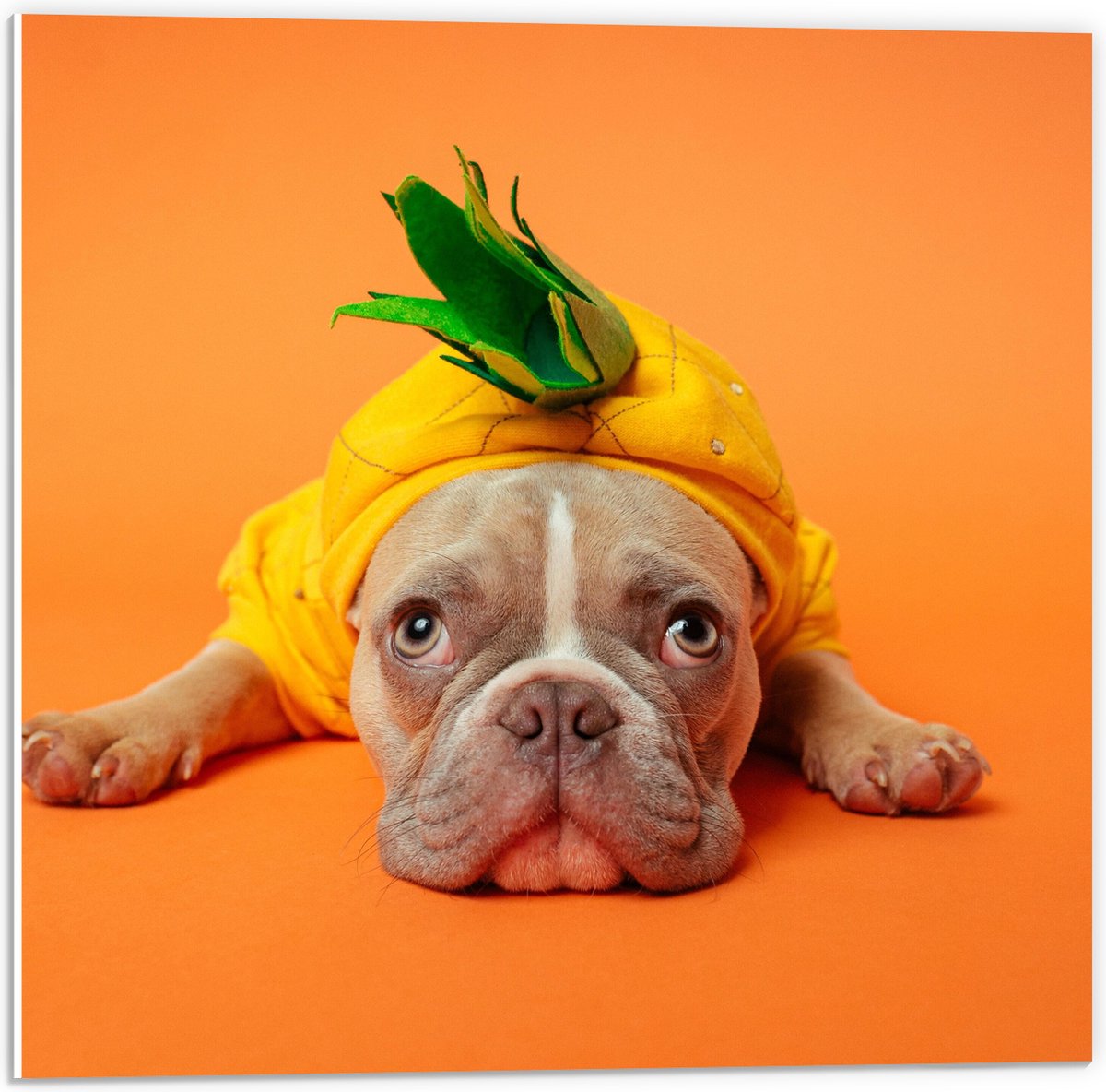 PVC Schuimplaat- Hond met Ananas Pak bij een Oranje Achtergrond - 50x50 cm Foto op PVC Schuimplaat