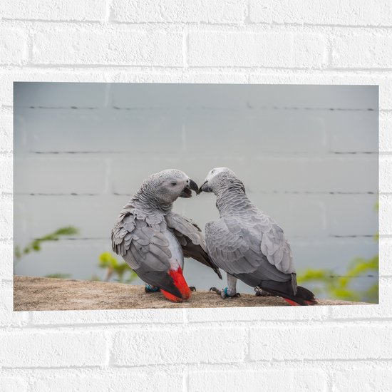 Muursticker - Liefdevol Grijs Vogelpaar met Rode Staarten - 60x40 cm Foto op Muursticker