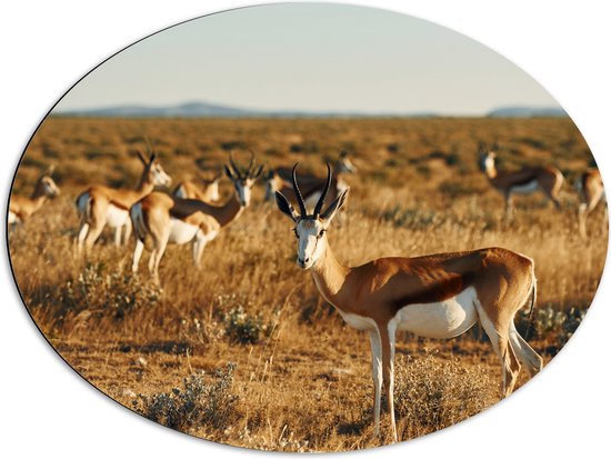Dibond Ovaal - Kudde Antilopes in Droog Savanne Landschap - 80x60 cm Foto op Ovaal (Met Ophangsysteem)