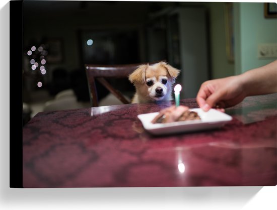 WallClassics - Canvas - Jarig Klein Hondje zittend op Stoel aan Eettafel - 40x30 cm Foto op Canvas Schilderij (Wanddecoratie op Canvas)