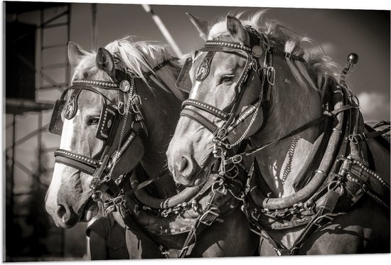 WallClassics - Acrylglas - Prachtig Luxe Paarden in Zwart Wit - 105x70 cm Foto op Acrylglas (Wanddecoratie op Acrylaat)