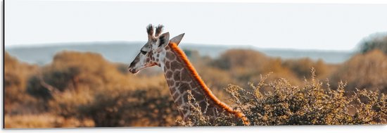 Dibond - Kop van Giraffe boven Droge Boomtoppen in Afrika - 90x30 cm Foto op Aluminium (Met Ophangsysteem)