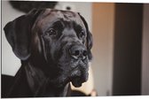 WallClassics - Dibond - Hoofd van Zwarte Hond - 90x60 cm Foto op Aluminium (Wanddecoratie van metaal)