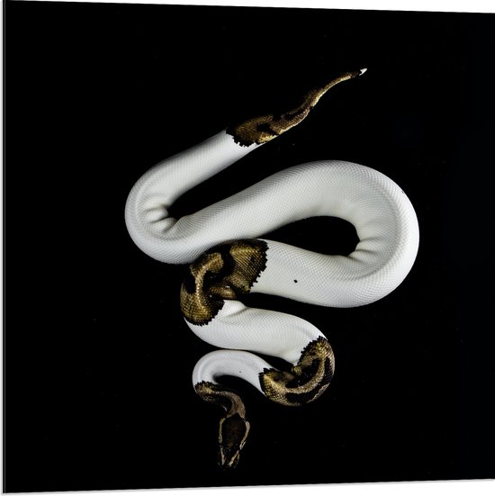 WallClassics - Dibond - Koning Python op Zwarte Achtergrond - 80x80 cm Foto op Aluminium (Wanddecoratie van metaal)