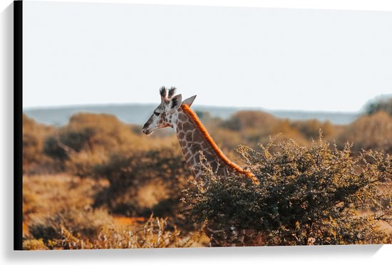 Canvas - Kop van Giraffe boven Droge Boomtoppen in Afrika - 90x60 cm Foto op Canvas Schilderij (Wanddecoratie op Canvas)