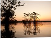 PVC Schuimplaat - Hoge Smalle Bomen Groeiend in Water - 80x60 cm Foto op PVC Schuimplaat (Met Ophangsysteem)