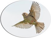 WallClassics - Dibond Ovaal - Vliegende Vogel - Passer - 68x51 cm Foto op Ovaal (Met Ophangsysteem)