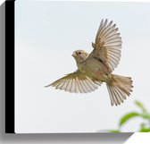 WallClassics - Canvas - Vliegende Vogel - Passer - 30x30 cm Foto op Canvas Schilderij (Wanddecoratie op Canvas)