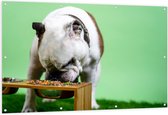 WallClassics - Tuinposter – Hondje aan het Eten voor Groene Achtergrond - Buldog - 150x100 cm Foto op Tuinposter (wanddecoratie voor buiten en binnen)