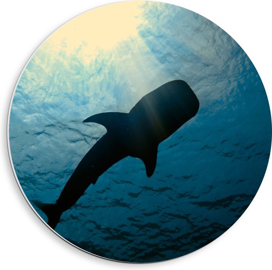 PVC Schuimplaat Muurcirkel - Onderaanzicht van Walvis in de Zee bij het Wateroppervlak - 40x40 cm Foto op Muurcirkel (met ophangsysteem)