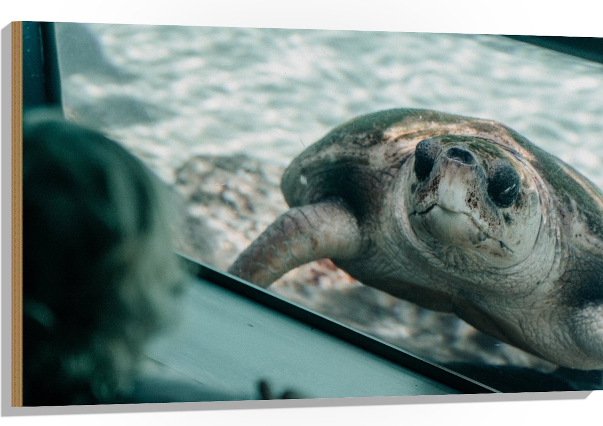 Hout - Grote Schildpad achter Glas in Aquarium - 105x70 cm - 9 mm dik - Foto op Hout (Met Ophangsysteem)