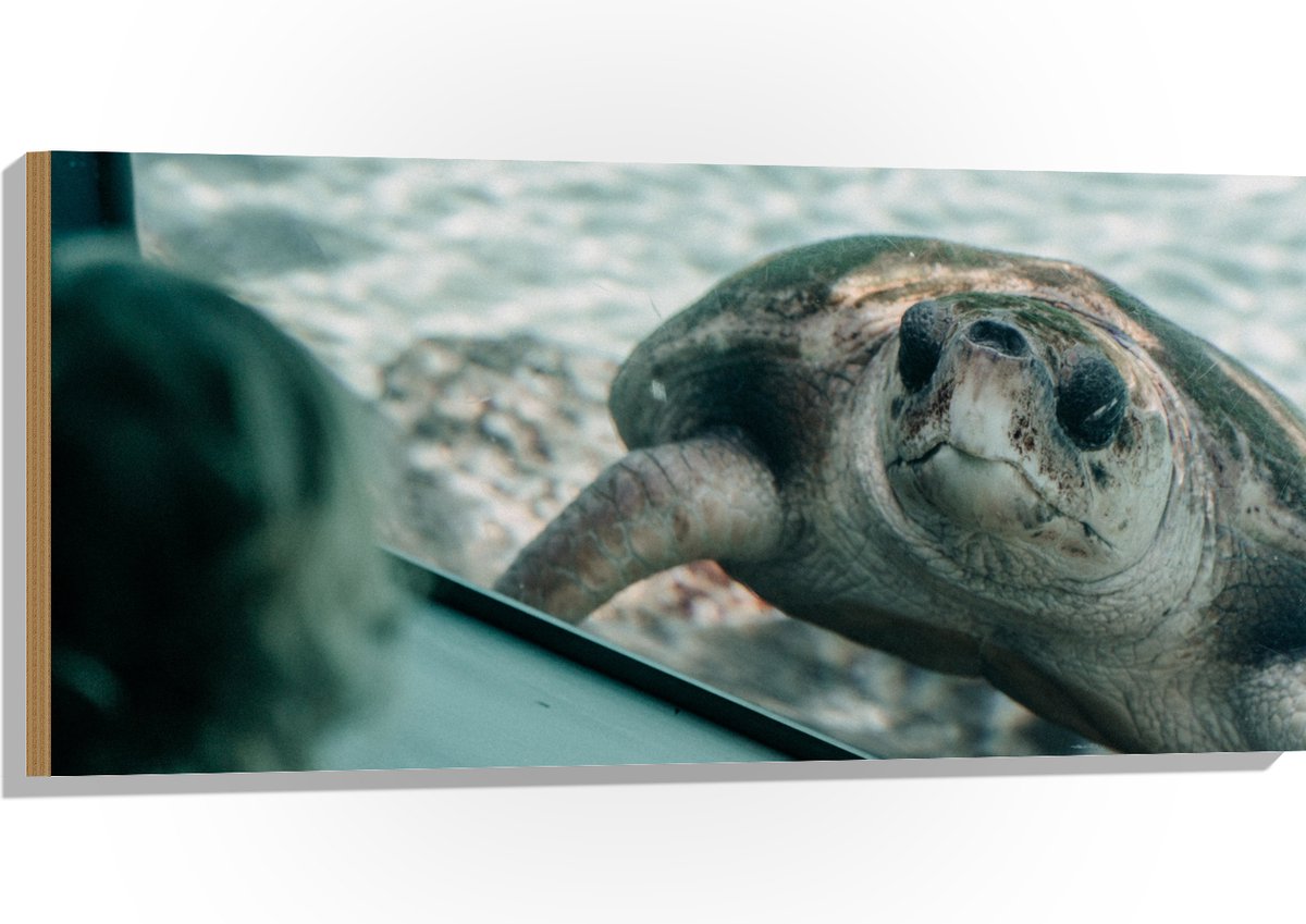 Hout - Grote Schildpad achter Glas in Aquarium - 100x50 cm - 9 mm dik - Foto op Hout (Met Ophangsysteem)