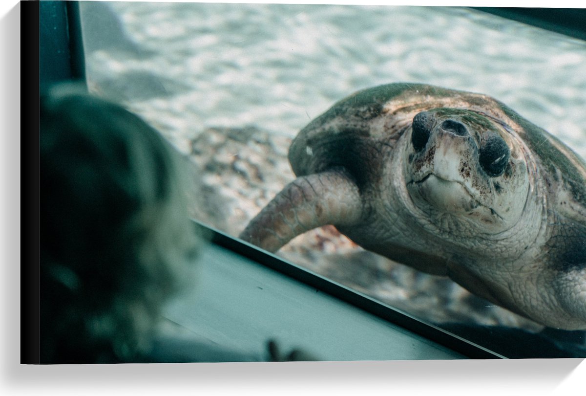Canvas - Grote Schildpad achter Glas in Aquarium - 60x40 cm Foto op Canvas Schilderij (Wanddecoratie op Canvas)