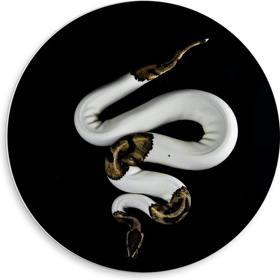 WallClassics - PVC Schuimplaat Muurcirkel - Koning Python op Zwarte Achtergrond - 50x50 cm Foto op Muurcirkel (met ophangsysteem)