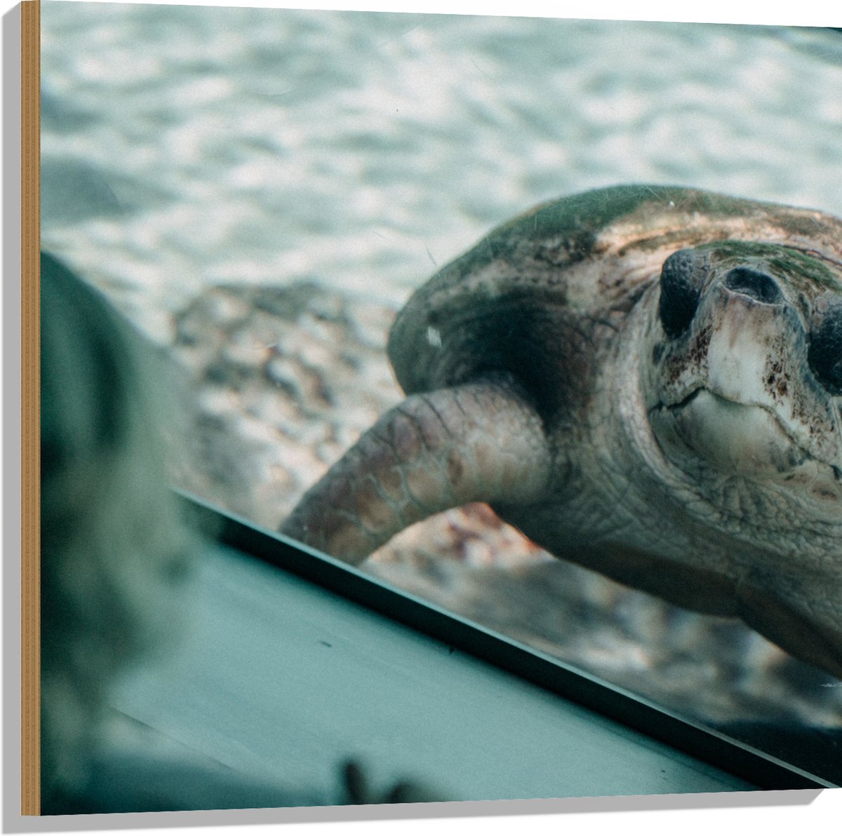 Hout - Grote Schildpad achter Glas in Aquarium - 80x80 cm - 9 mm dik - Foto op Hout (Met Ophangsysteem)