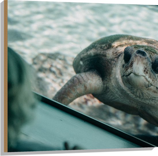 WallClassics - Hout - Grote Schildpad achter Glas in Aquarium - 80x80 cm - 9 mm dik - Foto op Hout (Met Ophangsysteem)