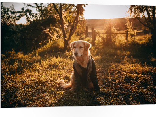 WallClassics - PVC Schuimplaat - Poserende Hond met Jas in Bos - 105x70 cm Foto op PVC Schuimplaat (Met Ophangsysteem)