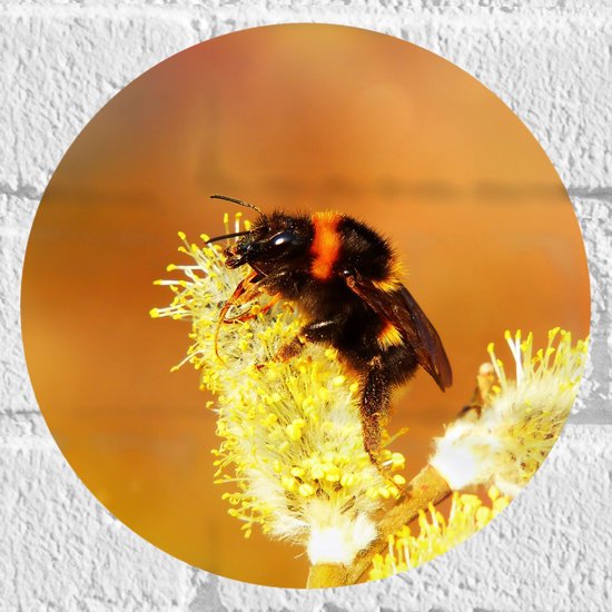 WallClassics - Muursticker Cercle - Petite abeille pollinise une Bloem jaune - 20x20 cm Photo sur Muursticker