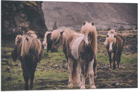 WallClassics - Drapeau - Troupeau de Paarden frisons - 90 x 60 cm Photo sur drapeau en polyester