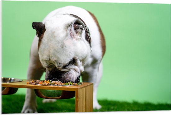 WallClassics - Acrylglas - Hondje aan het Eten voor Groene Achtergrond - Buldog - 90x60 cm Foto op Acrylglas (Met Ophangsysteem)