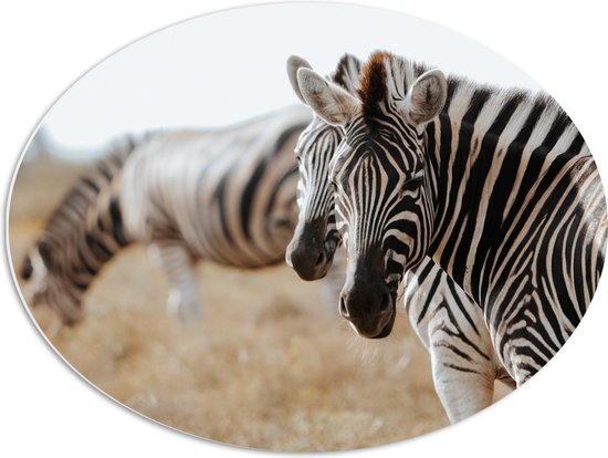 PVC Schuimplaat Ovaal - Omkijkend Zebra Duo in Droog Afrikaans Landschap - 68x51 cm Foto op Ovaal (Met Ophangsysteem)