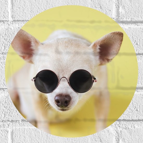 Muursticker Cirkel - Coole Chihuahua Hond met Zonnebril op Gele Achtergrond - 30x30 cm Foto op Muursticker