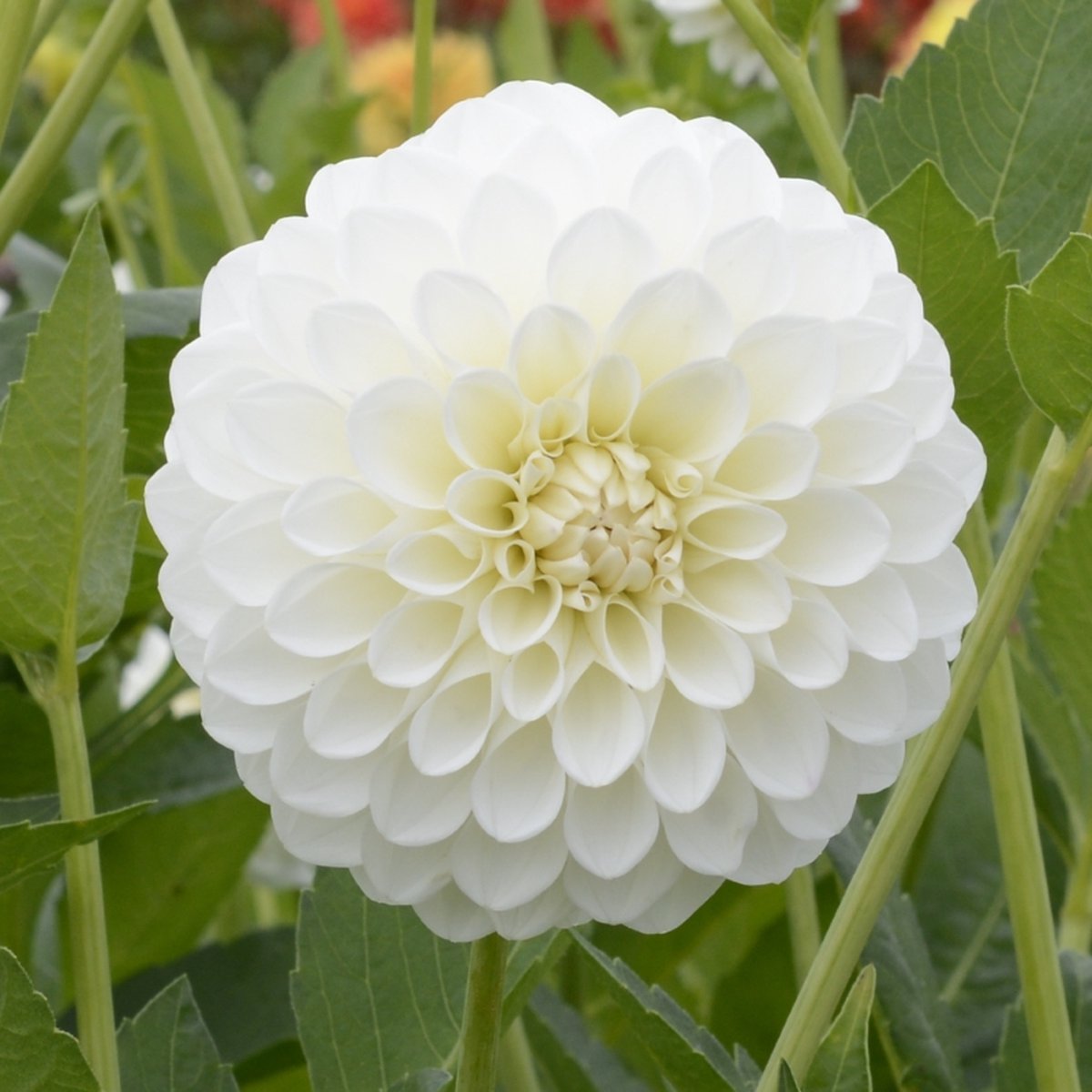 Dahlia Boom Boom White | 6 stuks | Bal Dahlia | Knol | Snijbloem | Wit | Dahlia Knollen van Top Kwaliteit | 100% Bloeigarantie | QFB Gardening