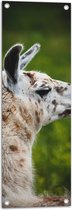 WallClassics - Tuinposter – Opzij kijkende Witte Lama met Bruine Vlekken - 30x90 cm Foto op Tuinposter (wanddecoratie voor buiten en binnen)