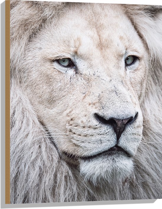 Hout - Portret van Witte Leeuw met Mooie Manen - 60x80 cm - 9 mm dik - Foto op Hout (Met Ophangsysteem)