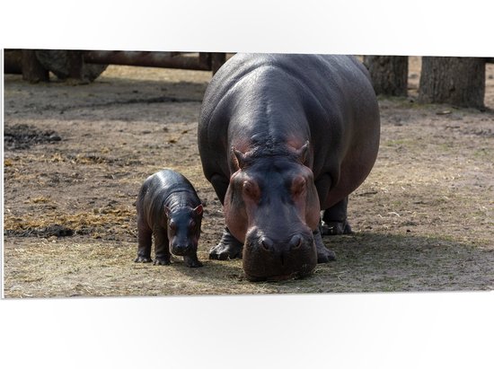 WallClassics - PVC Schuimplaat- Nijlpaard met Kleintje - 100x50 cm Foto op PVC Schuimplaat